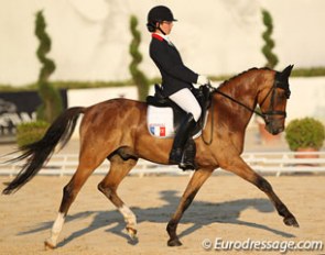PSW Desperado at the 2013 European Pony Championships :: Photo © Astrid Appels