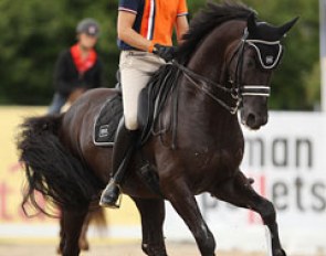 Edward Gal and Voice schooling at the 2013 European Dressage Championships. Voice was a Dutch team reserve horse for Herning :: Photo © Astrid Appels