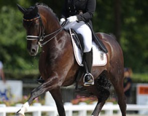 Juliette Piotrowski and Sir Diamond at the 2013 European Young Riders Championships in Compiegne, France :: Photo © Astrid Appels