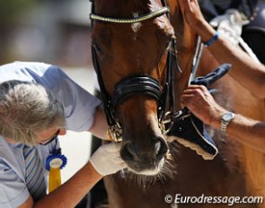 FEI steward carrying out a mandatory bit check at the 2013 European Junior/Young Riders Championships :: Photo © Astrid Appels