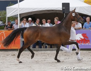 Flieka, KWPN Mare Champion of 2013 :: Photo © Dirk Caremans