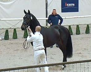 The pre-selection of the dressage colts for the 2014 KWPN Stallion Licensing started on Wednesday 11 December 2013 in Ermelo, The Netherlands