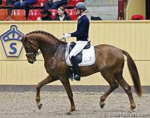 Test rider Theo Hanzon aboard Sankt Erik II at the 2013 Swedish Warmblood Stallion Performance Testing :: Photo © Ridehesten