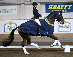 Revolution wins the 2013 Swedish Young Horse Championships :: Photo © Ronald Thunholm