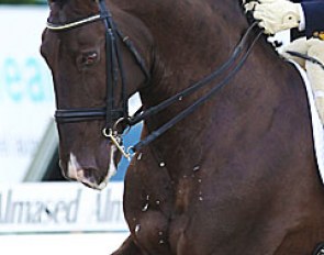 The Lusitano stallion Sal (by Mississipe x Golega) :: Photo © Astrid Appels