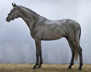 The 4-year old grey Danish bred stallion Fredendals Fountain (by Furstenball x Stedinger x Michelangelo) :: Photo © Ridehesten