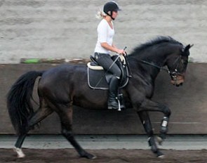 Florero de Jeu (by Don Schufro x Contango) is sold to Bridgitt Barclay Horses Ltd in New Zealand