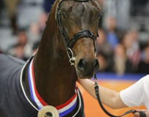 Franklin (aka Fierce S), champion of the 2013 KWPN Stallion Licensing :: Photo © Dirk Caremans