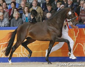 Fontainebleau (by Ziësto X Ferro) at the 2013 KWPN Stallion Licensing :: Photo © Dirk Caremans