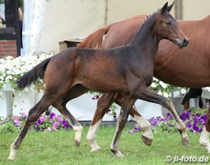 The Destano x Eskardo offspring that became the champion colt at the 2013 German Foal Championships :: Photo © LL-foto.de