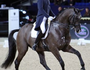 A hair dresser by day, an international dressage rider by night: Belgian Mario van Orshaegen on his home schooled Wilco V (by Rousseau)