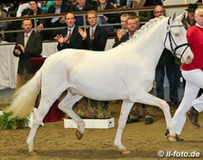 Golden West, price highlight of the 2013 Westfalian Pony Stallion Auction :: Photo © LL-foto