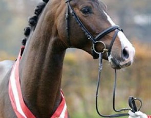 Rock For Me (by Rock Forever x Florencio) became the champion of the 2013 Westfalian Stallion Licensing :: Photo © LL-foto