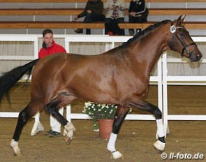 Valero (by Vitalis x De Niro) at the 2013 Westfalian Stallion Licensing :: Photo © LL-foto