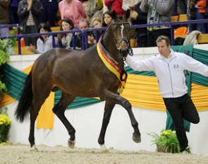 Kissinger, champion of the 2013 Trakehner Stallion Licensing :: Photo © Stefan Lafrentz