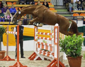 Rusticus (by Favoritas xx) in the free jumping phase at the 2013 Trakehner Stallion Licensing :: Photo © Stefan Lafrentz