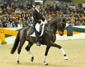 Steffen Frahm and Herzensdieb at the 2013 Trakehner Stallion Licensing :: Photo © Kiki Beelitz