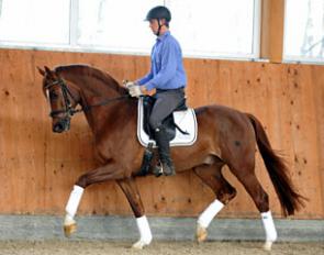 Stephan Borgmann on the 4-year old Ein Traum. The chestnut was part of the collection for the 2013 Hof Borgmann Auction