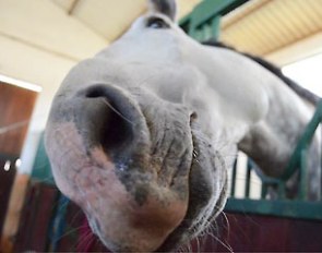 Sarah Warne's Lusitano stallion Batialo