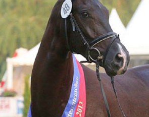 Calamity Jane (by San Amour x Rohdiamant) wins the 2013 Oldenburg Elite Mare Show in Rastede :: Photo © LL-foto