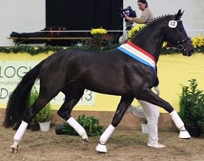 Collier (by Christ x Ron William), champion of the 2013 Mecklenburger Stallion Licensing :: Photo © Jan Teuchnitz