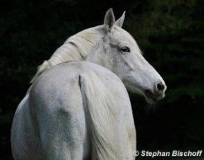 Renaissance Fleur on 11 May 2013, a few days before she passed away :: Photo © Stephan Bischoff