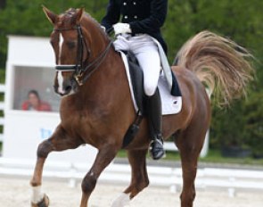 Laurens van Lieren and Tyara at the 2013 CDI Roosendaal :: Photo © Astrid Appels