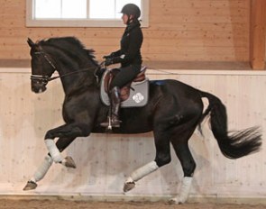 Tinne Vilhelmson on her new rising Grand Prix horse Benetton Dream (by Brentano II x Rotspon)