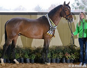 2013 NA Stallion Performance test winner Fabian DSF with his breeder Jennifer Arnoldt :: Photo © LL-foto