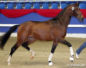 The Oldenburg premium stallion Barchello (by Belissimo M x Sandro Hit x Langata Express xx) :: Photo © LL-foto