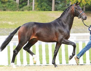 Buckingham, outstanding winner of the performance test, will thrill the audience at the 2014 stallion parade in Vechta