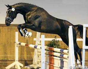 De Lorean at the 2013 Oldenburg Stallion Approval in Vechta :: Photo © LL-foto