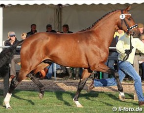 Gestut Nymphenburg's premium stallion by Ampere x Weltruhm at the 2013 Hanoverian Stallion Licensing :: Photo © LL-foto.de