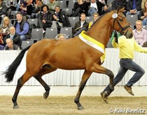 Dream Maker (by Damsey x Worldly x Laptop) at the 2013 Hanoverian Stallion Licensing :: Photo © Kiki Beelitz