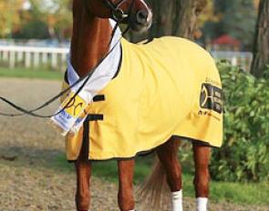 Londonderry (by Lauries Crusador xx x Warkant) :: Photo © LL-foto 