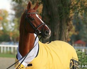 Londonderry (by Lauries Crusador xx x Warkant) :: Photo © LL-foto