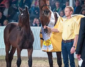 Ria Grande (by Ritual x Grande), Hanoverian Mare of the Year 2013