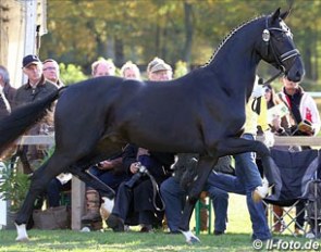 St. Moritz Junior x Don Schufro