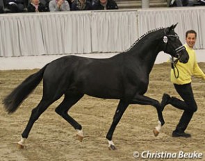 St. Moritz Jr x Don Schufro