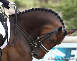 Rollkur, hyperflexion, low-deep-and-round, behind the vertical, just deep or tight in the neck? What is it?! :: Photo © Astrid Appels