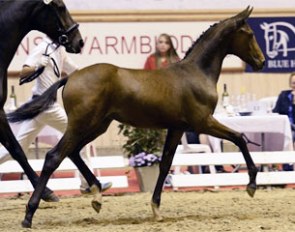 Stenagers Franzeska, top selling foal at the 2013 Danish Warmblood Elite Foal Auction