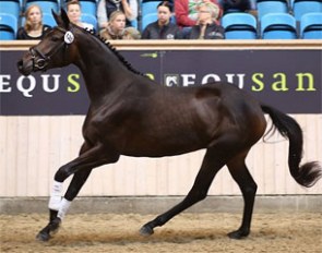 Hojgaardens Miss Magnifique (by Tailormade Temptation x Bernstein x Heling) :: Photo © Ridehesten.com