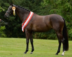 Stigma (by Temptation x Sandro Hit x Master) :: Photo © Ridehesten