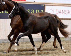 Kgs. Hørgaard Tabasco named 2013 Danish Warmblood Dressage Filly Champion :: Photo © Ridehesten