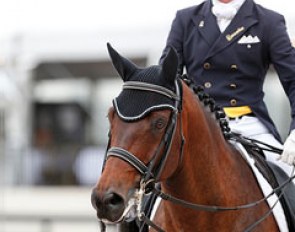 Australian Nicholas Fyffe on Judy Kingsford's KWPN gelding Tolstoy (by Gribaldi) which Judy discovered and bought after seeing him advertised on Eurodressage :: Photo © Sue Stickle