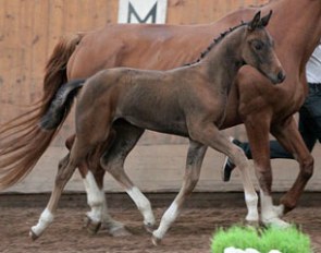 Franziska Carrus (by Fidertanz x De Niro) wins the Foal Championships at the 2013 European Breeding Event Finland :: Photo © Tanja Ukkonen