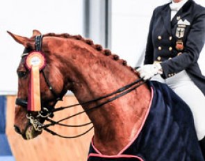 Heike Kemmer and Quantico win the Grand Prix and Special at the 2013 CDI Zakrow