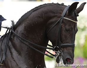 Horse in a double bridle :: Photo © Astrid Appels