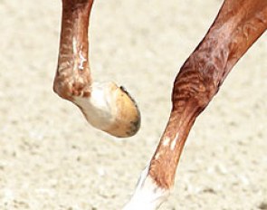 To boot or to bandage a horse's legs :: Photo © Astrid Appels