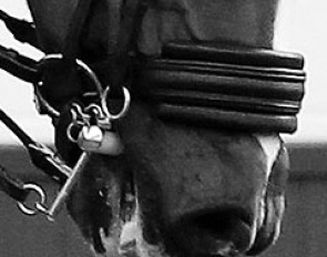 Nosebands: the thicker, the wider, the better?